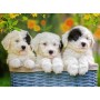 Puzzle catelusi 200 piese